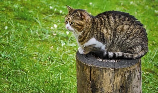 流浪猫妈妈将孩子挨家挨户送给好心人只为报好心人一饭之恩