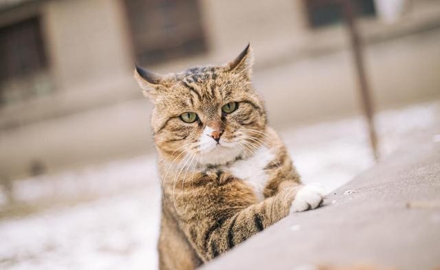 流浪猫妈妈将孩子挨家挨户送给好心人只为报好心人一饭之恩