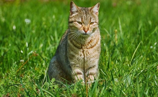 流浪猫妈妈将孩子挨家挨户送给好心人只为报好心人一饭之恩