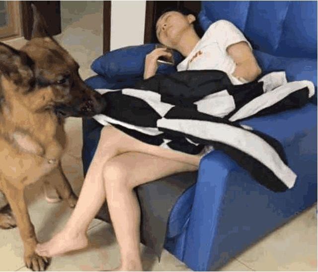 女生都爱养德国牧羊犬因为这几点真的很值得