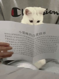 公益无边际这样救助流浪猫它会感激你一辈子！