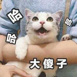 18张猫咪捣乱的照片每一张都让铲屎官笑着流泪