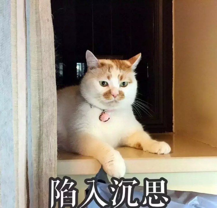 你们觉得猫咪会记仇吗？