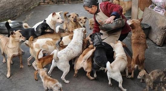 被主人抛弃的狗狗它们都有什么样的结局